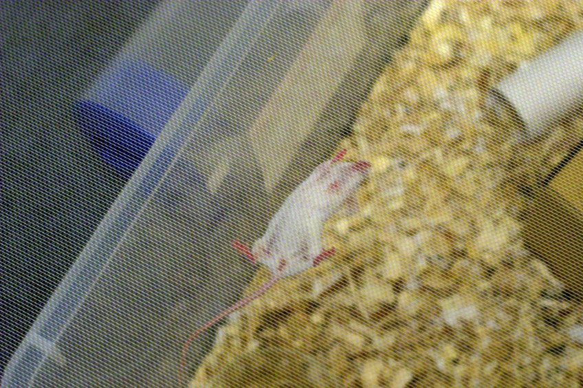 Mice are ninjas.
