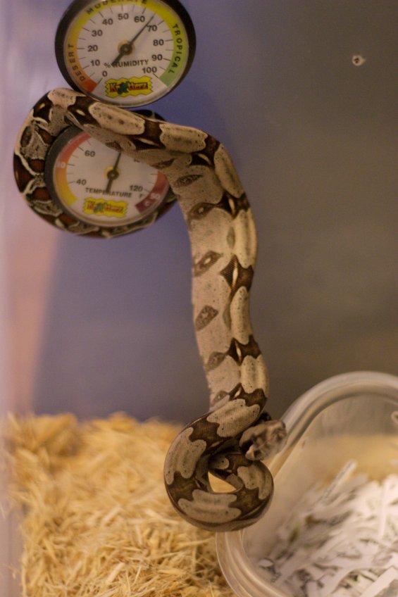 Dorothy claiming ownership of the thermometer.