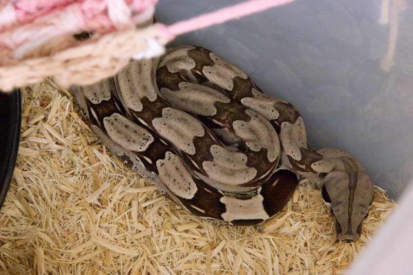 Dorothy after her second shed, hiding her tail.  23\