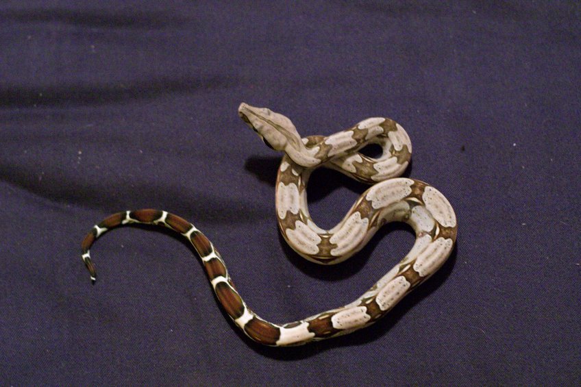 Dorothy after her second shed.