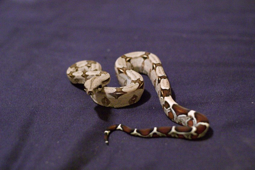 Dorothy after her second shed.
