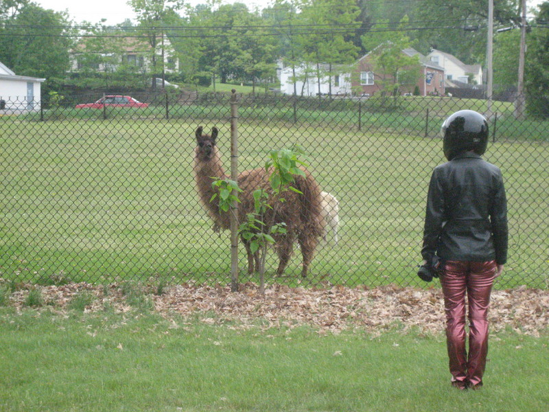 "It's raining." "What?" "It's raining." "There's a llama!" "..."