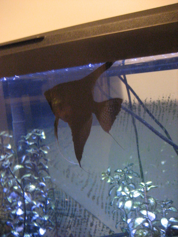 Darxus' late favorite fish.