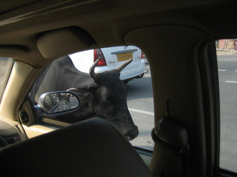 cow in traffic