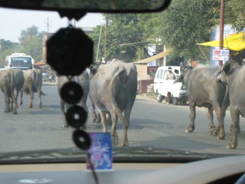 oxen in traffic