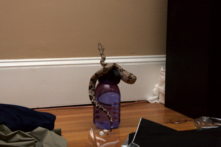 Dorothy on a Water Bottle