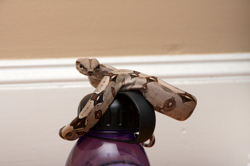 Dorothy on a Water Bottle