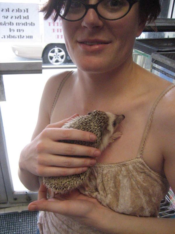 Zeph and pygmy hedgehog