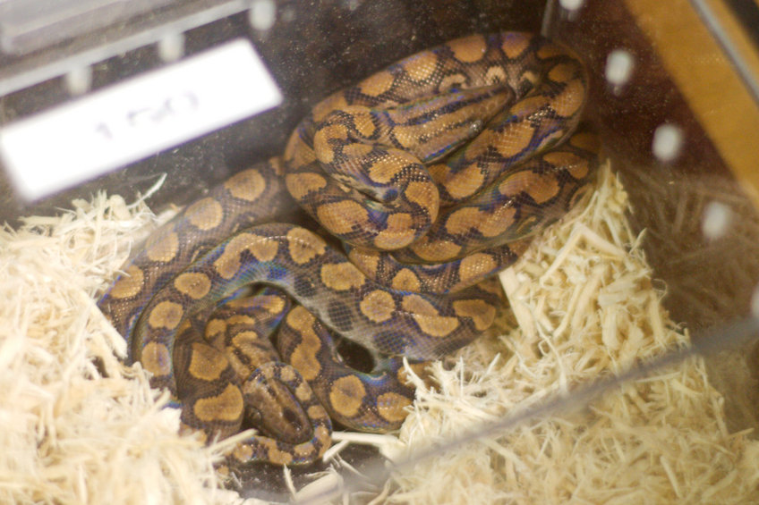 Brazillian Rainbow Boa