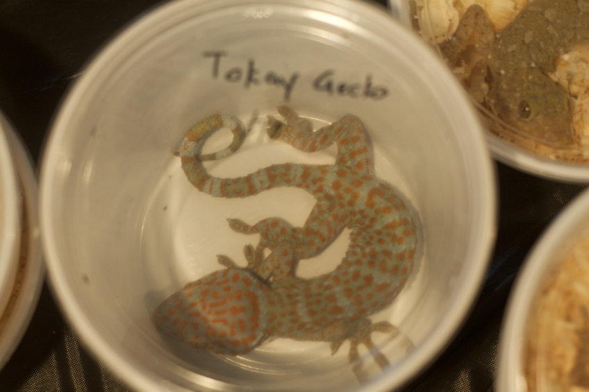 Tokay