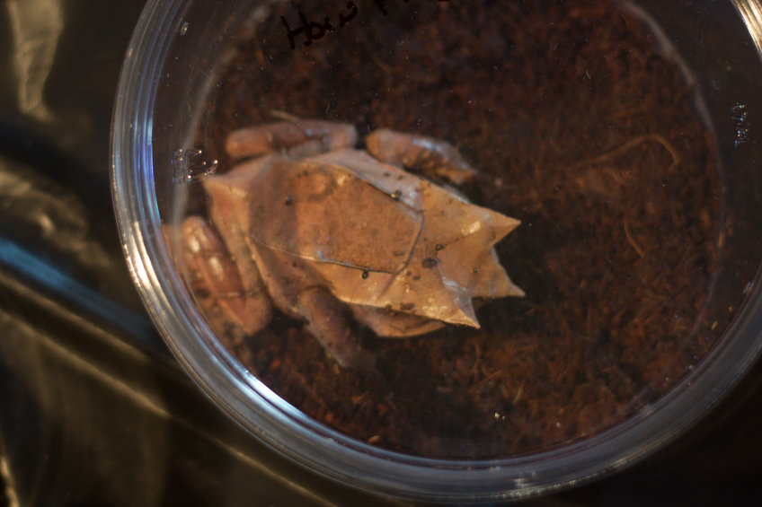 Malasian Horn Frog