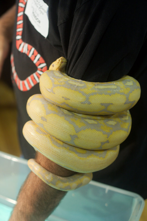 Purple Phase Albino Reticulated Python
