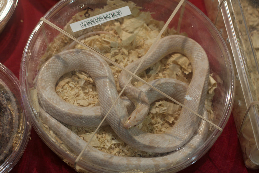 Snow Corn Snake