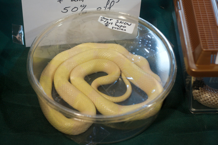 Snow Milk Snake