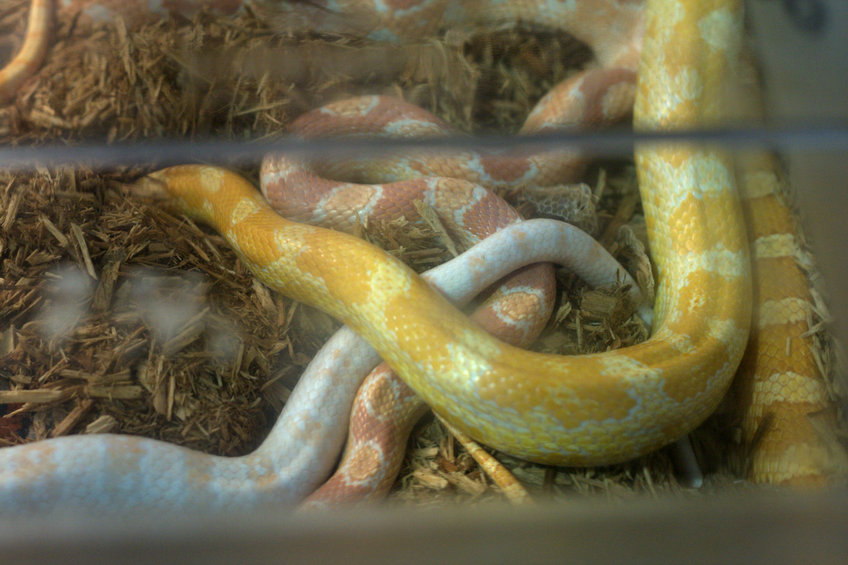 Corn Snakes