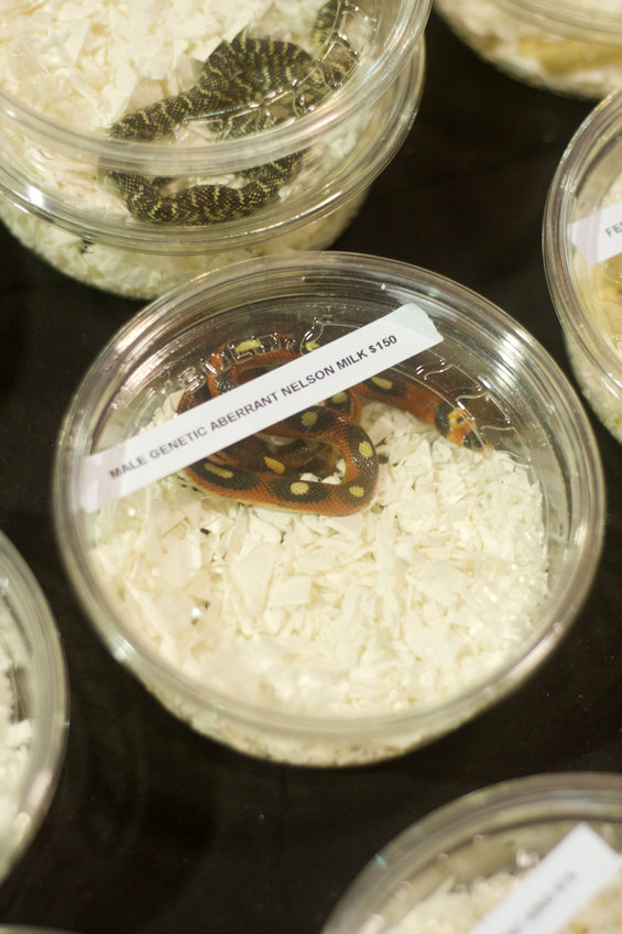 Genetic Aberrant Nelson Milk Snake