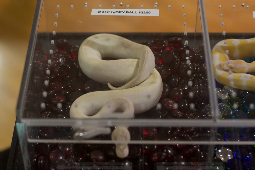 Ivory Ball Python