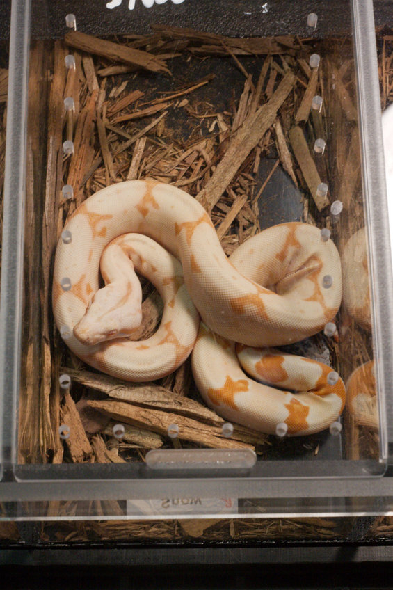 Sunglow Boa