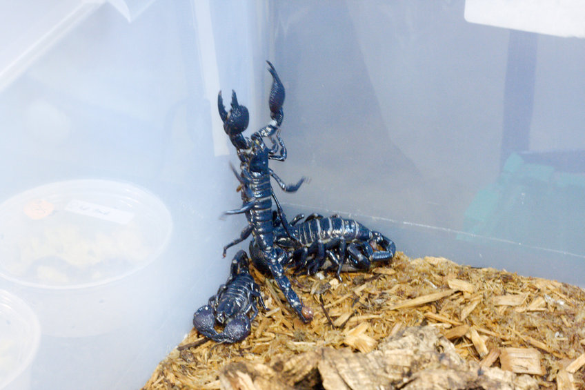 Blue Scorpions