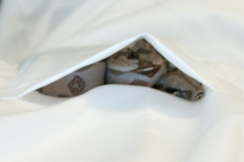 Dorothy in Darxus' pocket.