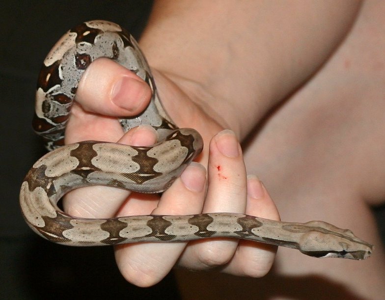 Darxus' 2nd Dorothy bite, by Zeph