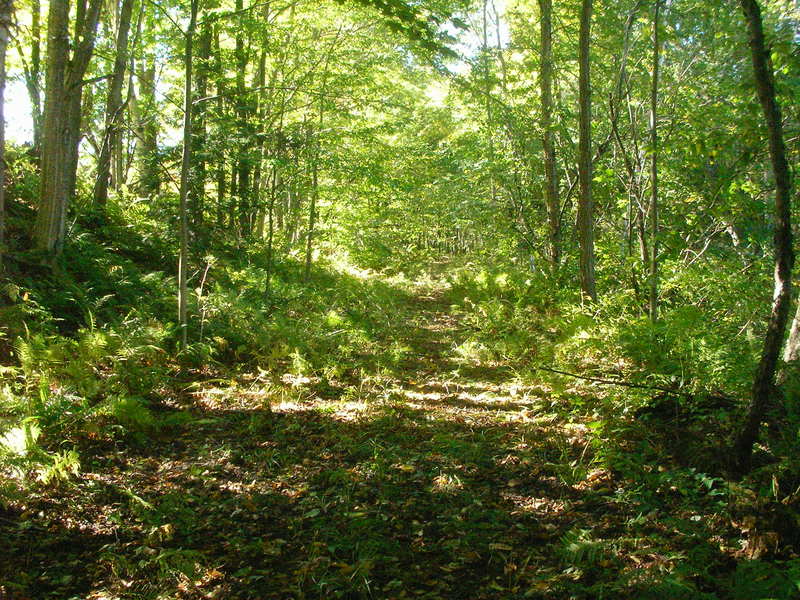 NEDoD Leaf Peep 2005