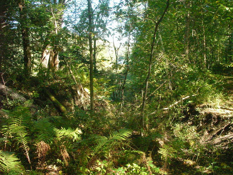 NEDoD Leaf Peep 2005