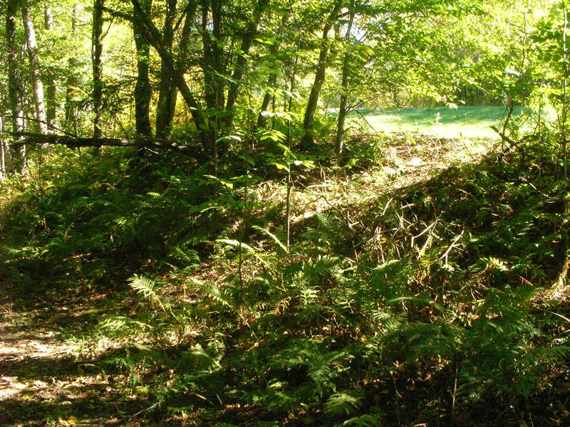 NEDoD Leaf Peep 2005