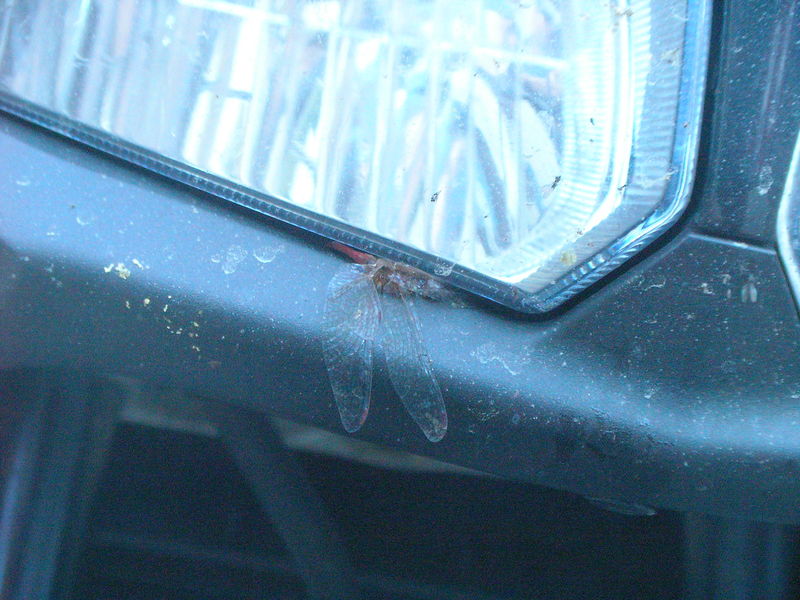 NEDoD Leaf Peep 2005