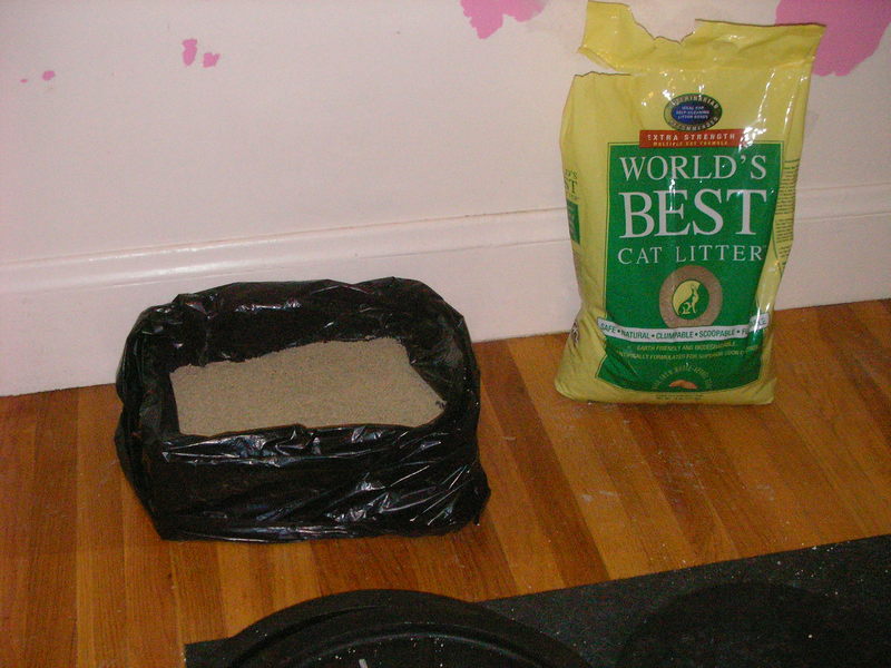 new cardboard litter box w/ WBCL day 1