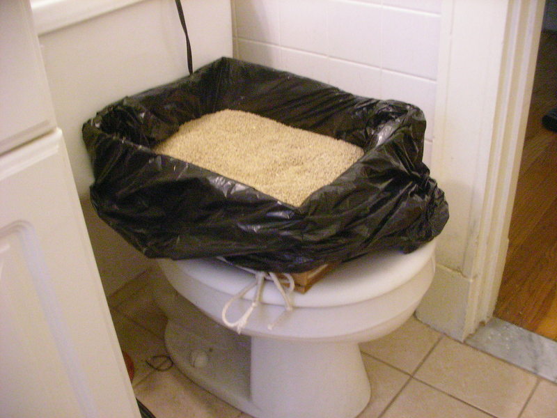 litter box moved to toilet, day 5