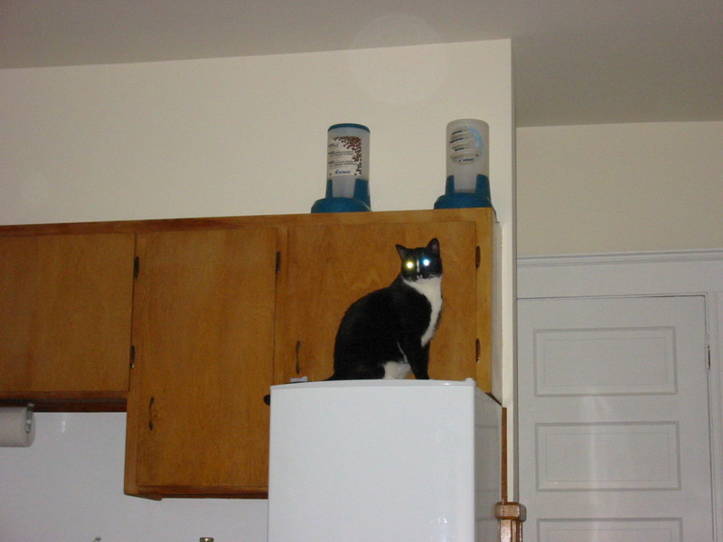 Monster on the fridge