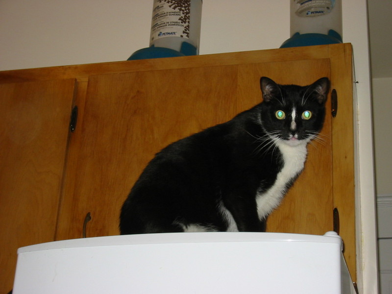 Monster on the fridge