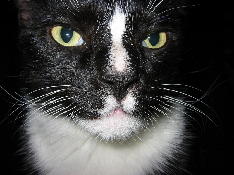 "kitty! <wheezes>" - waltman