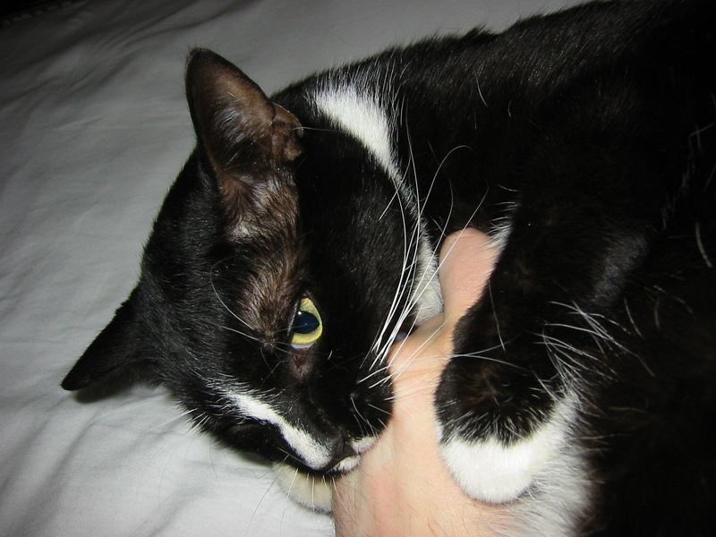 Monster chewing on Darxus