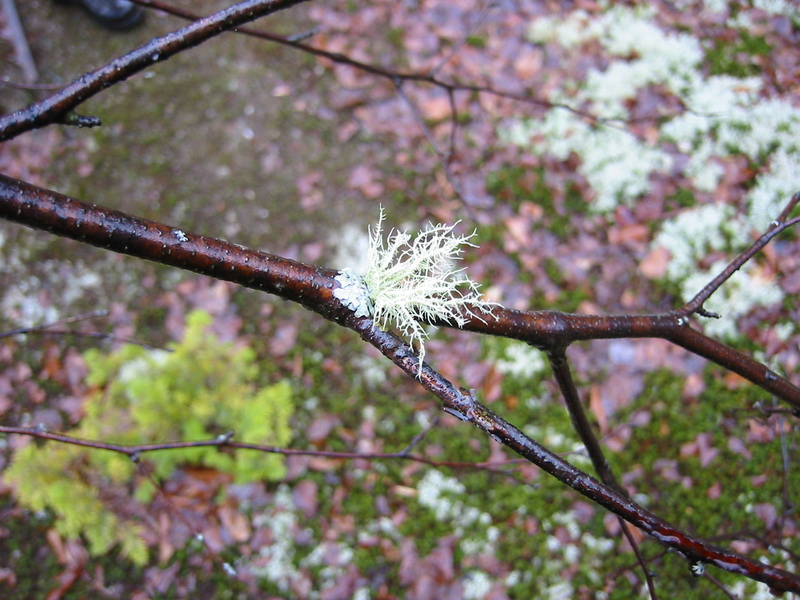 lichen on tree