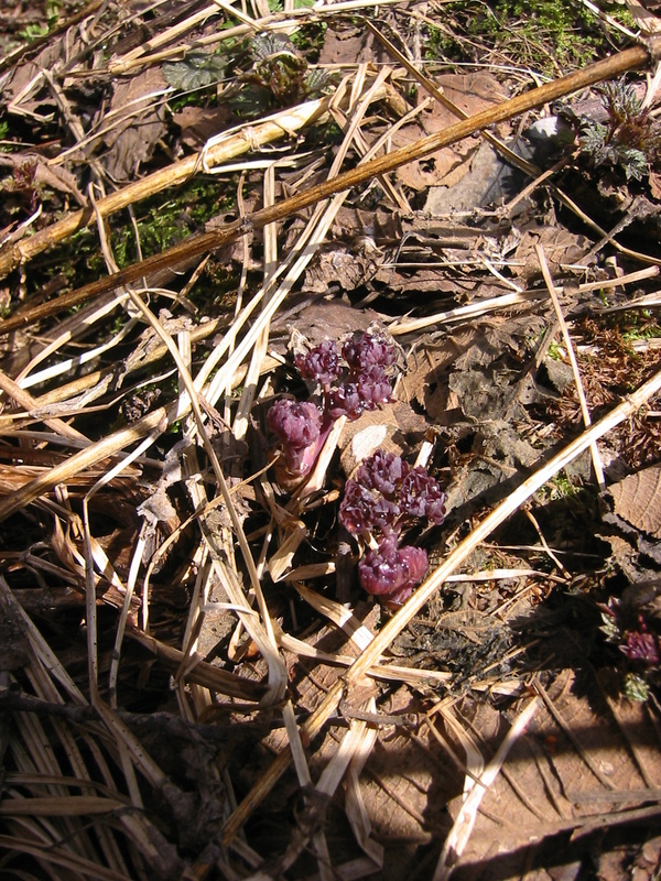 purplish fungus/plant ?