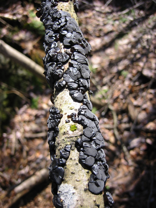unknown black funkiness on a stick