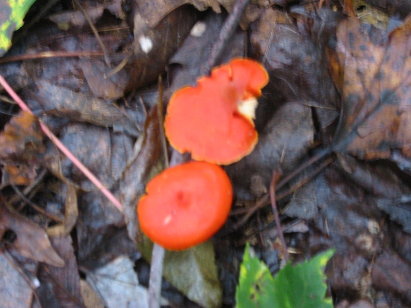 orange mushrooms