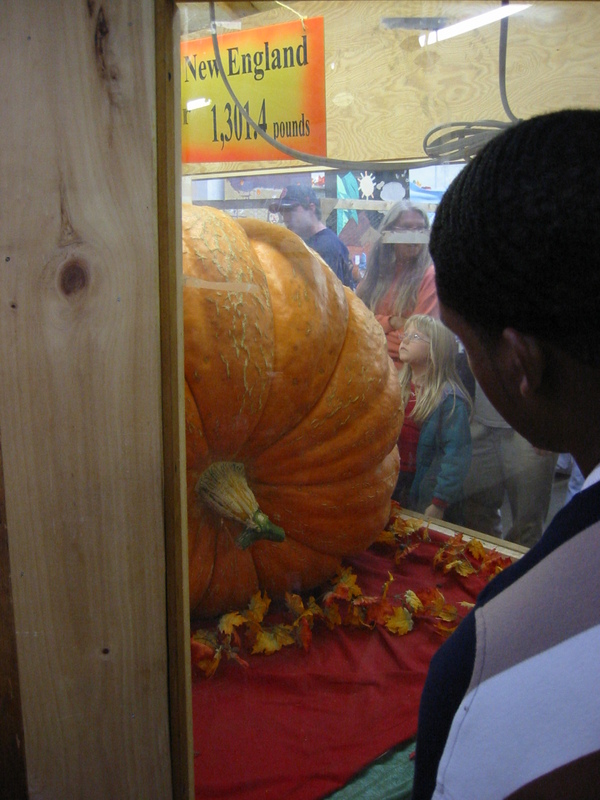 pretty birds at fair