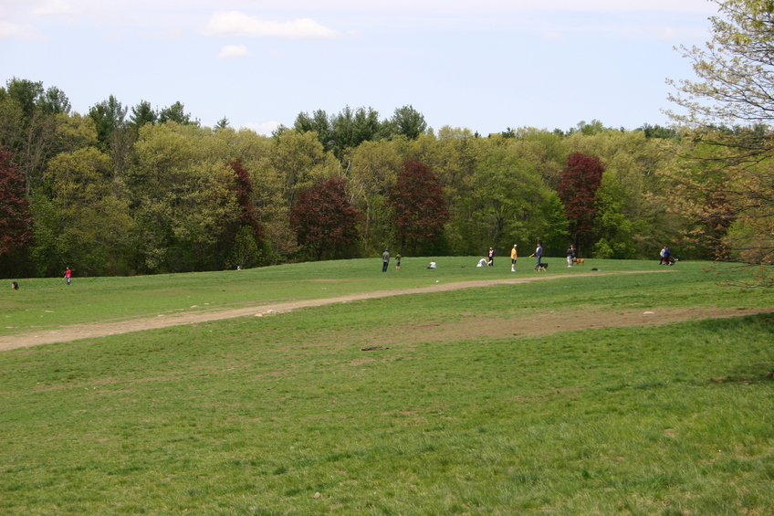 Dogs playing at Middlesex Fells.