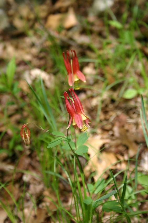 Flower at Middlesex Fells.