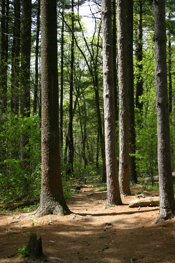 Trees at Middlesex Fells.