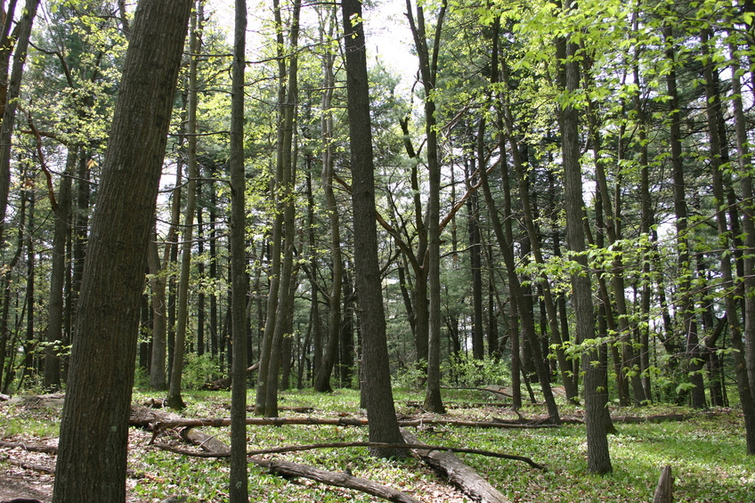 Trees at Middlesex Fells.