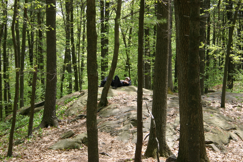 Trees at Middlesex Fells.
