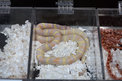 Albino King Snake