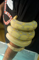 Purple Phase Albino Reticulated Python