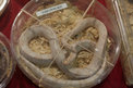 Snow Corn Snake