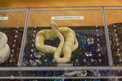 Albino Ball Python
