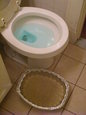 litter moved to baking pan in toilet, day 6